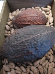 Cacao pods
